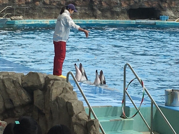 Dolphin show