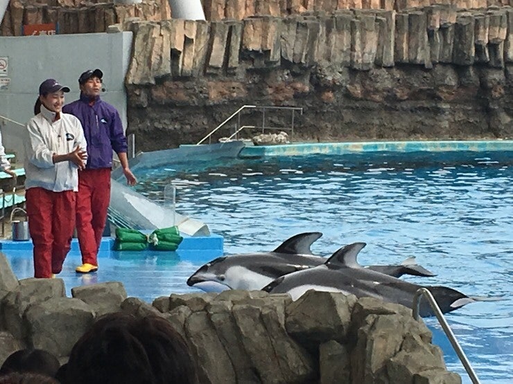 Dolphins jumping