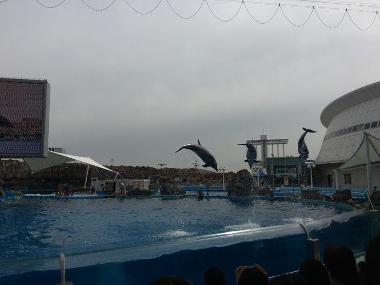 Dolphins greeting