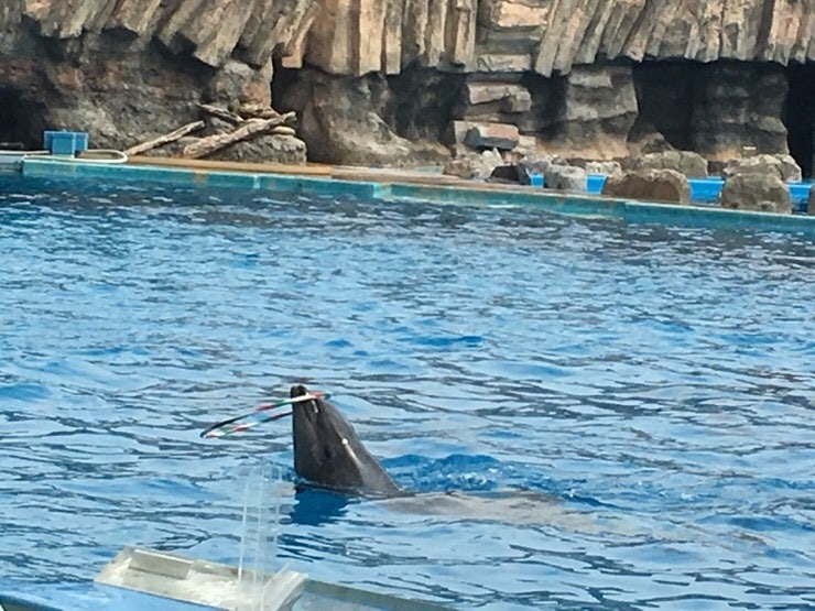 Dolphin high jump