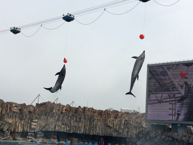 Dolphins with hula hoops