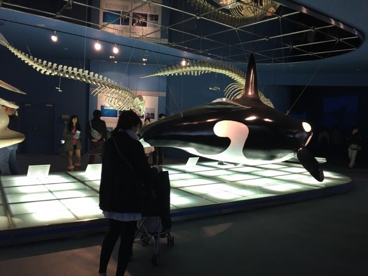 Dolphins at Nagoya Aquarium