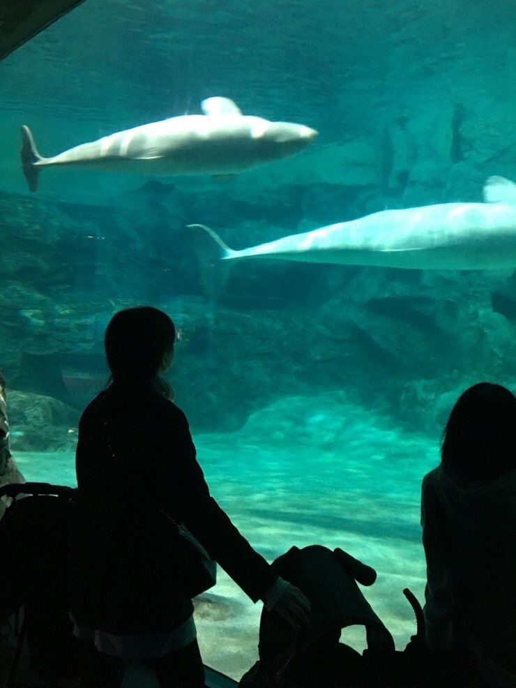 Aquarium show