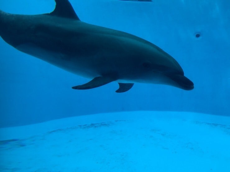 Dolphins swimming